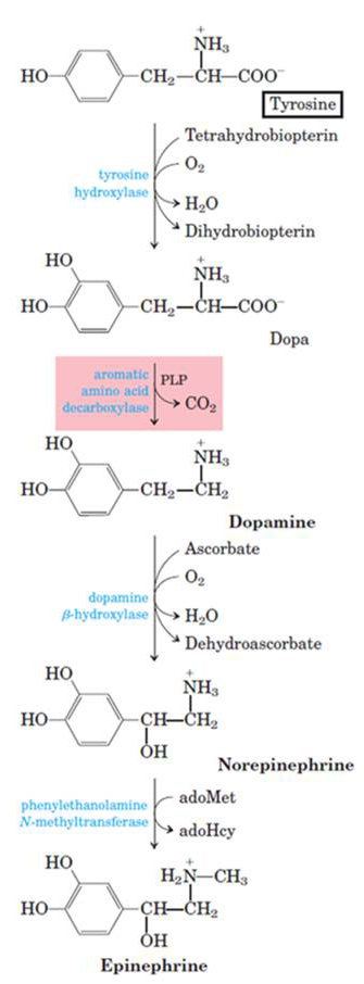 Gambar 1. Struktur dan Biosintesis Norepinephrin