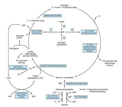 Gambar 2. Pengaruh Epinefrin terhadap Metabolisme Glikogen